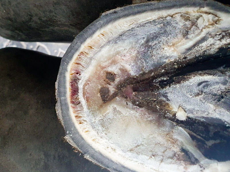 Co mówi linia biała o pracy całego ciała konia